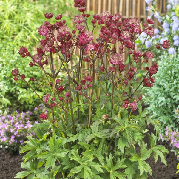 Astrantia major 'Star of Love' (Stjerneskærm)