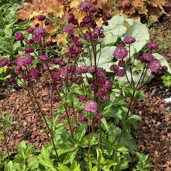 Astrantia major 'Star of Love' (Stjerneskærm)