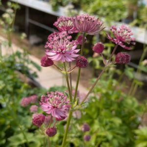 Astrantia major 'Star of Love' (Stjerneskærm)