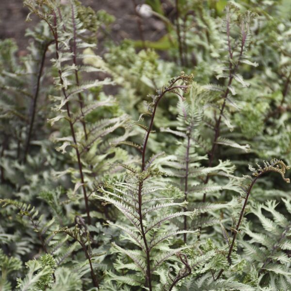 Athyrium niponicum 'Crested Stuff' (Japansk Fjerbregne)