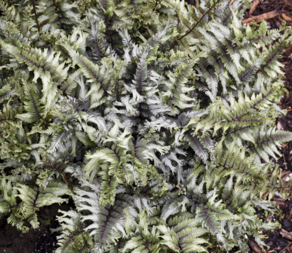 Athyrium niponicum 'Crested Stuff' (Japansk Fjerbregne)