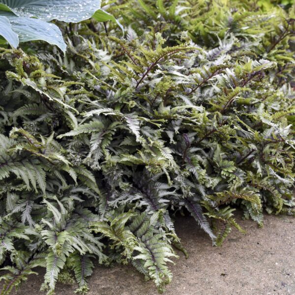 Athyrium niponicum 'Crested Stuff' (Japansk Fjerbregne)