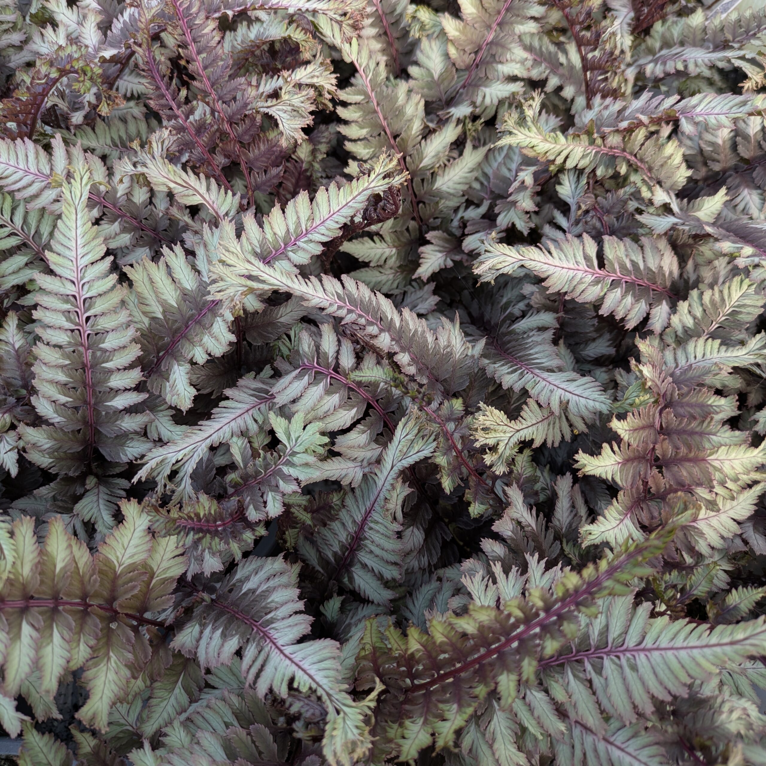 Athyrium niponicum 'Crested Stuff' (Japansk Fjerbregne)