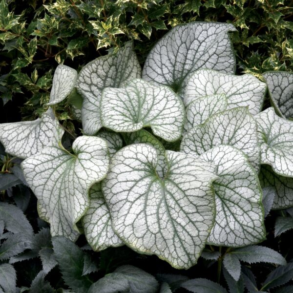 Brunnera macrophylla ‘Alexander's Great’ (Kærmindesøster)