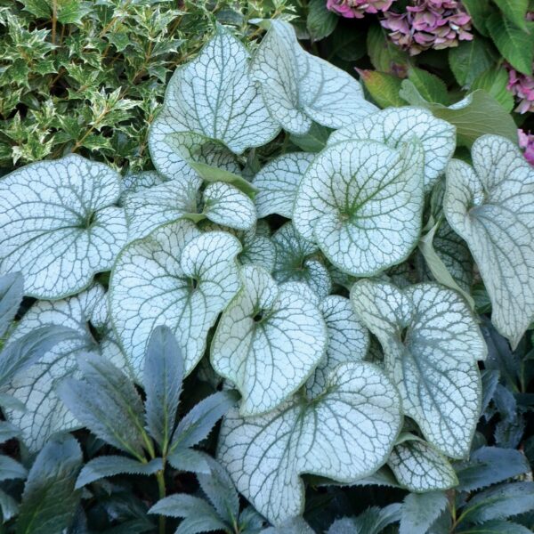 Brunnera macrophylla ‘Alexander's Great’ (Kærmindesøster)