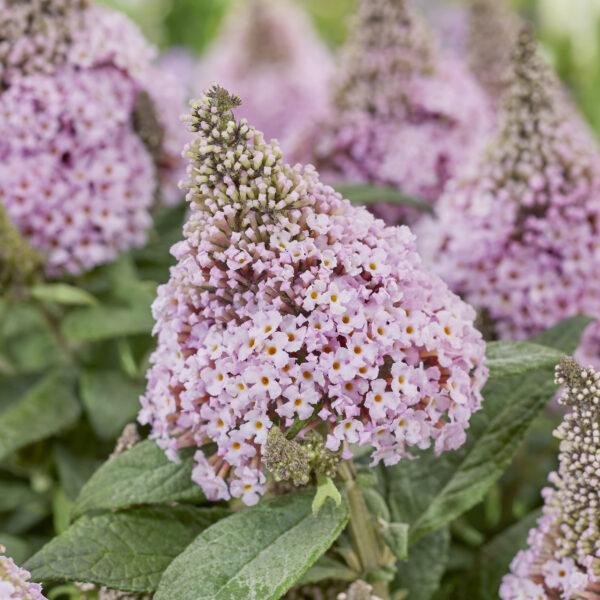 Buddleja ‘Little Rockstars Pink’ (Sommerfuglebusk)