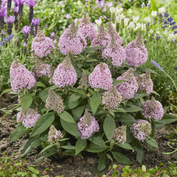 Buddleja ‘Little Rockstars Pink’ (Sommerfuglebusk)