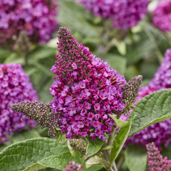 Buddleja 'Little Rockstars Red' (Sommerfuglebusk)