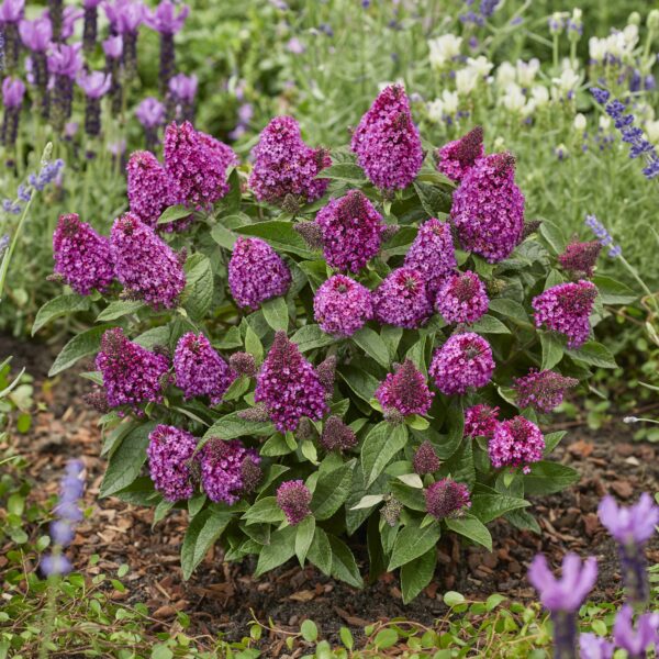 Buddleja 'Little Rockstars Red' (Sommerfuglebusk)