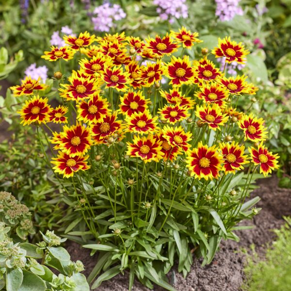 Coreopsis grandiflora 'Solar Jewel' (Skønhedsøje)