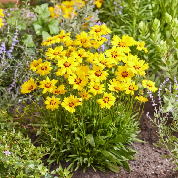Coreopsis grandiflora ‘Solar Mellow’ (Skønhedsøje)
