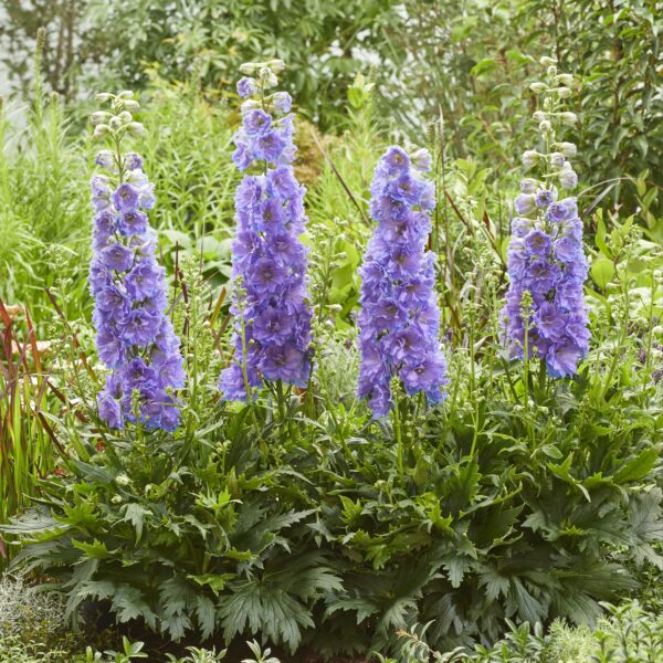 Delphinium ‘Delgenius Shelby’ (Ridderspore)