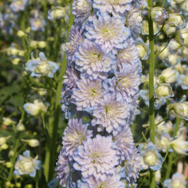 Delphinium ‘Highlander Moonlight’ (Ridderspore)