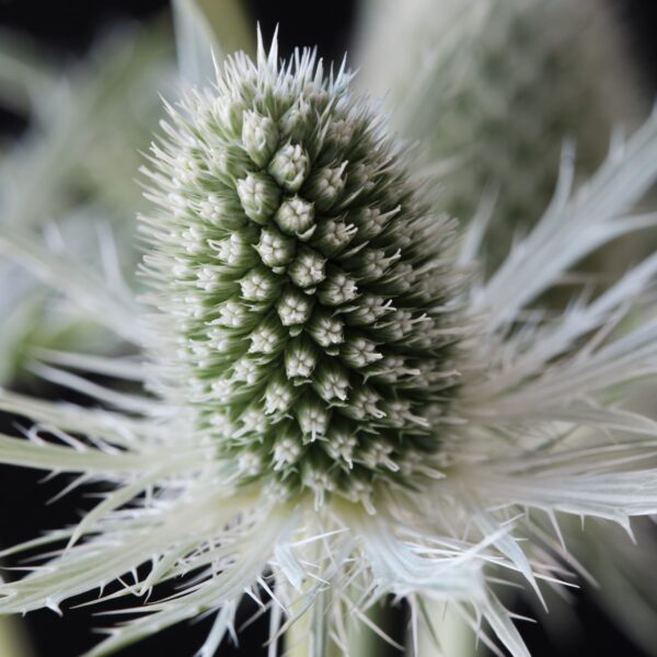 Eryngium planum 'Magical White Lagoon' (Mandstro)