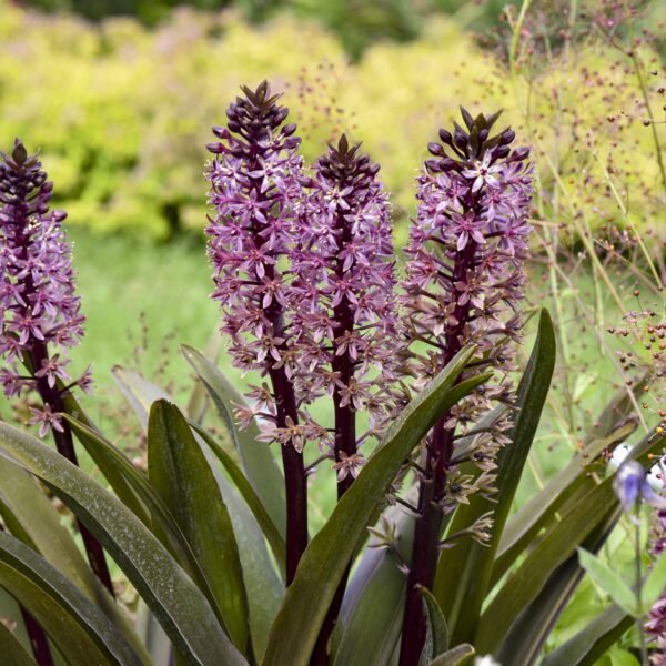 Eucomis comosa 'Purple Reign' (Ananaslilje)