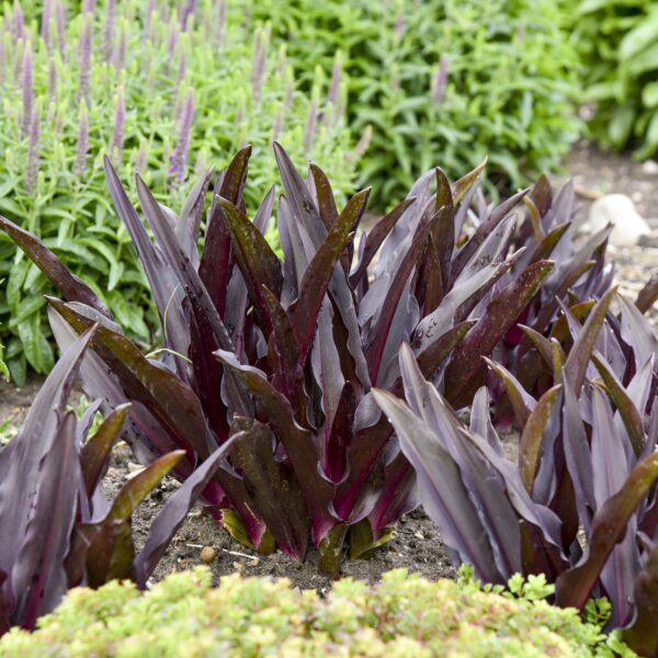 Eucomis comosa 'Purple Reign' (Ananaslilje)