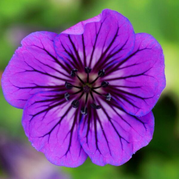 Geranium hybrida ‘Mary Anne’ (Storkenæb)