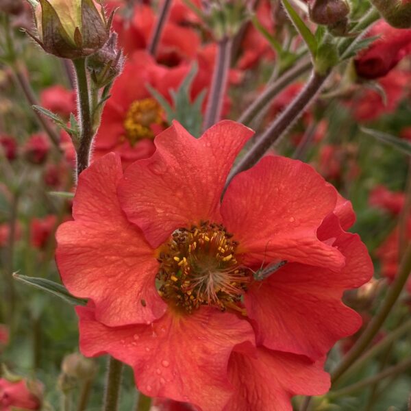 Geum chiloense ‘Fiery Tempest’ (Nellikerod)