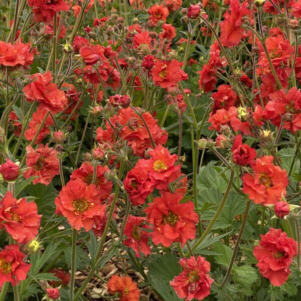 Geum chiloense ‘Fiery Tempest’ (Nellikerod)