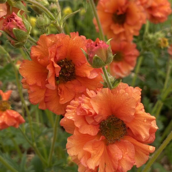 Geum chiloense ‘Tropical Tempest’ (Nellikerod)