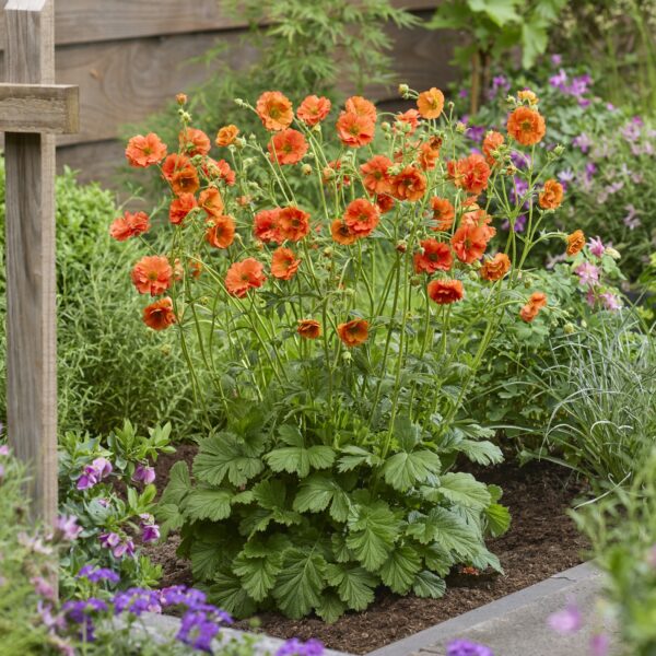 Geum chiloense ‘Tropical Tempest’ (Nellikerod)