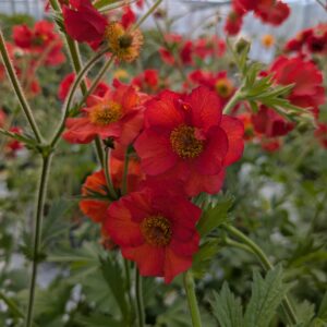 Geum chiloense ‘Fiery Tempest’ (Nellikerod)