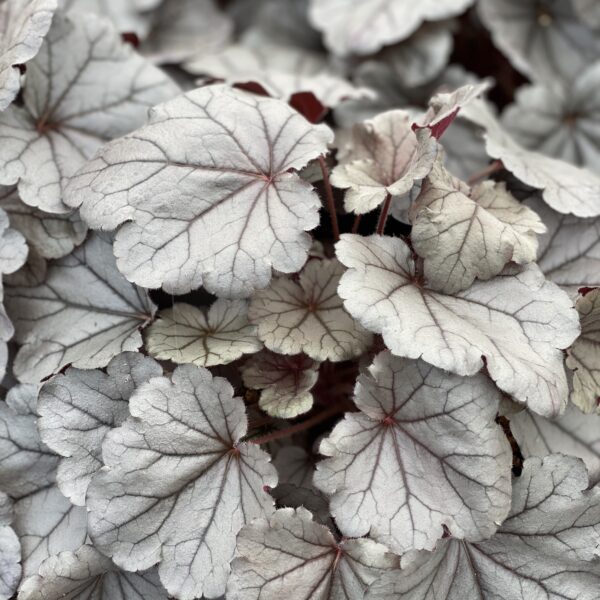 Heuchera x hybrida ‘Silverberry’ (Alunrod)
