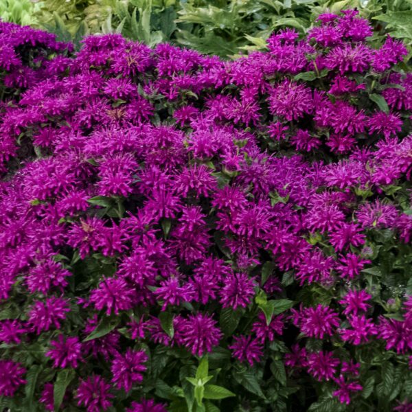 Monarda didyma 'Sugar Buzz Grape Gumball' (Hestemynte)