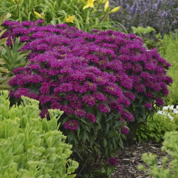 Monarda didyma 'Sugar Buzz Grape Gumball' (Hestemynte)