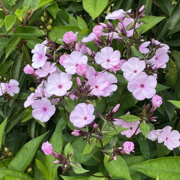 Phlox x paniculata 'Famous Light Pink' (Høstfloks)