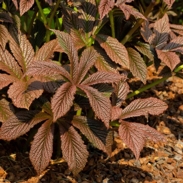 Rodgersia pinnata 'Bronze Peacock' (Bronzeblad)