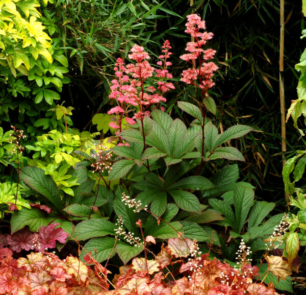 Rodgersia pinnata 'Bronze Peacock' (Bronzeblad)