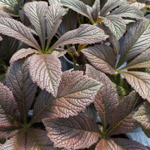 Rodgersia pinnata 'Bronze Peacock' (Bronzeblad)