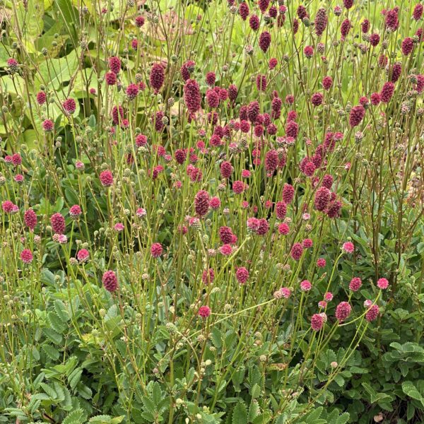 Sanguisorba officinalis 'Proud Mary' (Kvæsurt)