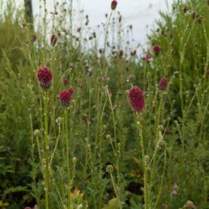 Sanguisorba officinalis 'Proud Mary' (Kvæsurt)