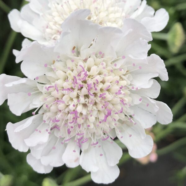 Scabiosa columbaria 'Kudo White' (Enkeblomst)