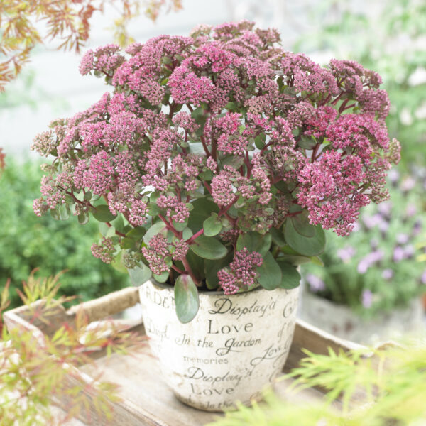 Sedum telephium 'Pink Passion' (Sankthansurt)