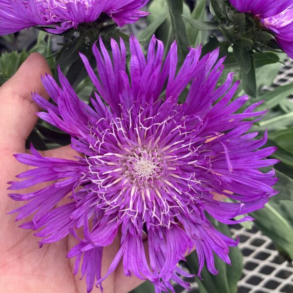 Stokesia ‘Amethyst’ (Stokesia)