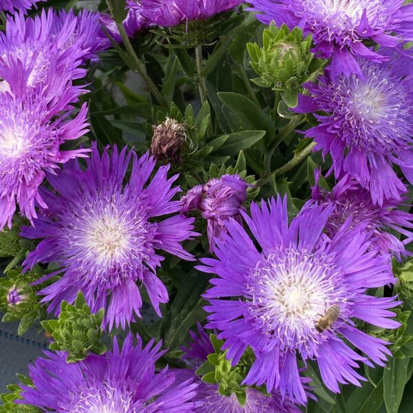 Stokesia ‘Amethyst’ (Stokesia)
