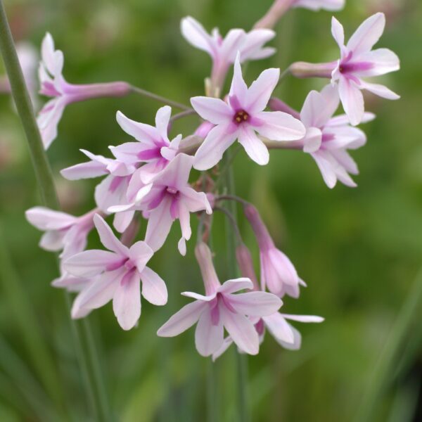 Tulbaghia violacea 'Purple Eye' (Vild hvidløg)