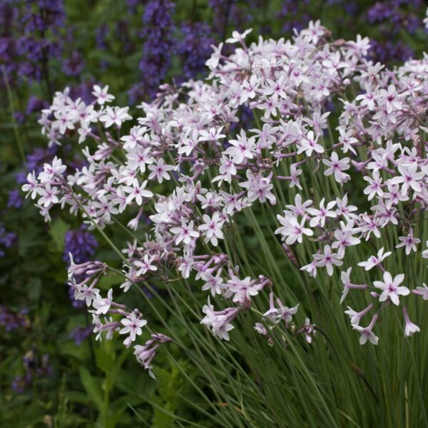 Tulbaghia violacea 'Purple Eye' (Vild hvidløg)