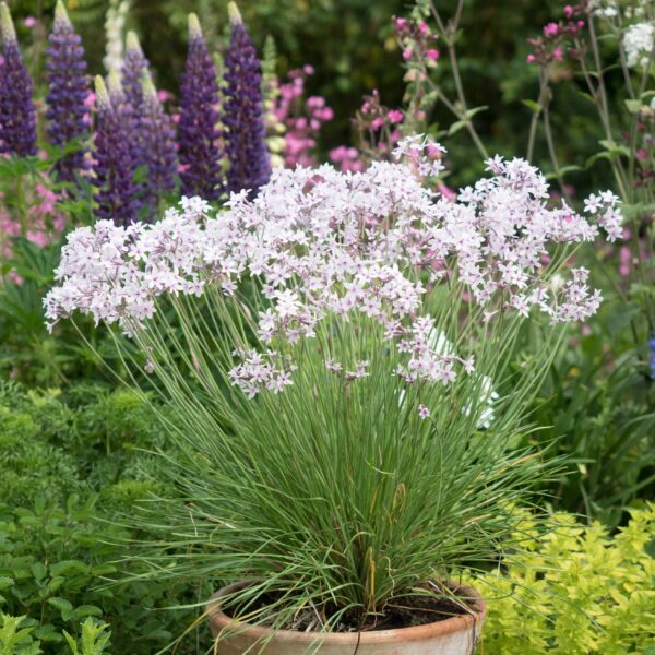 Tulbaghia violacea 'Purple Eye' (Vild hvidløg)