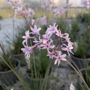 Tulbaghia violacea 'Purple Eye' (Vild hvidløg)