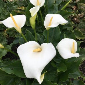 Zantedeschia aethiopica 'Snow White' (Calla / Ingefærlilje)