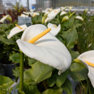 Zantedeschia aethiopica ‘Snow White’ (Calla Ingefærlilje)