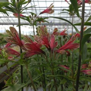 Alstromeria 'Mona Lisa' (Hårdfør Inkalilje)