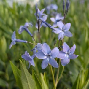 Amsonia hybrida 'Blue Ice' (Blåstjerne)