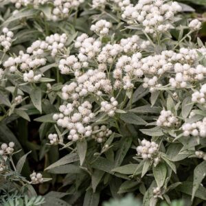 Anaphalis triplinervis 'Silver Wave' (Perlekurv)