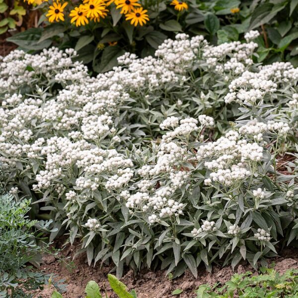 Anaphalis triplinervis 'Silver Wave' (Perlekurv)