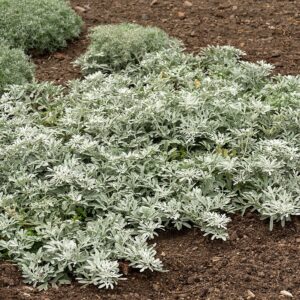 Artemisia stelleriana 'Silver Brocade' (Sølvbynke)